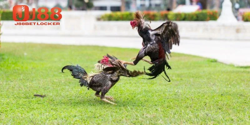 Nhiều ưu điểm vượt bậc ở đá gà J88