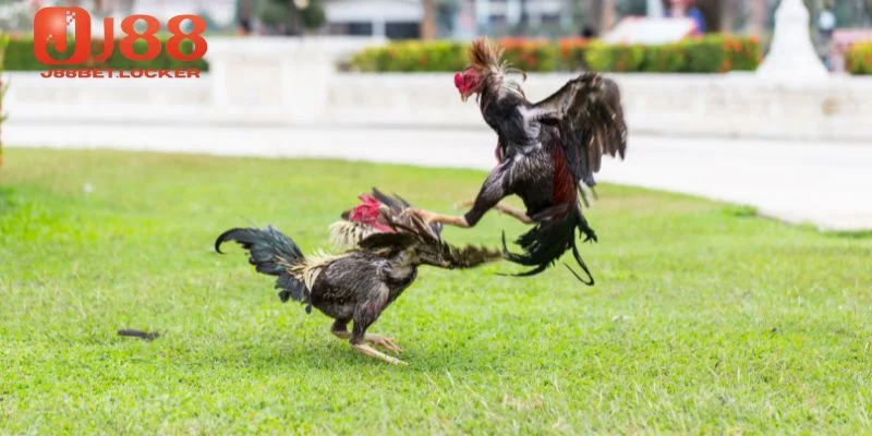 đá gà trực tiếp
