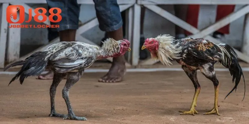Mẹo soi cầu đá gà từ cao thủ lâu năm